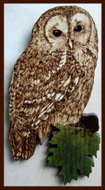 tawny owl tanja sova